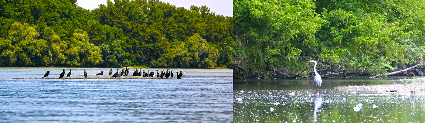 Neszmélyi sziget kajak kenu sup túra